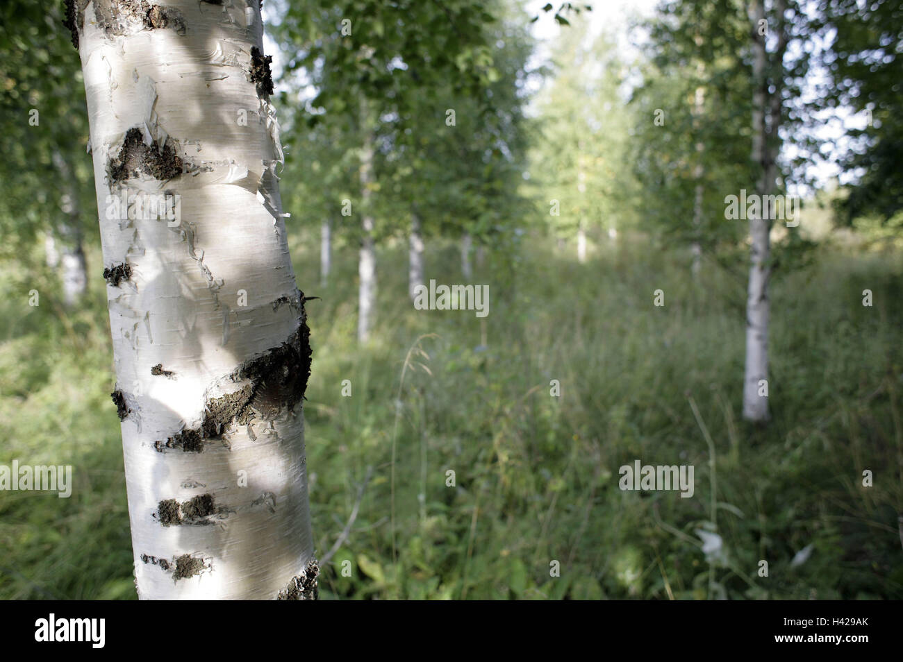 Sweden, Norrland, Norrbotten, birch forest, detail, Scandinavia, polar circle, scenery, nature, wood, plants, grass, trees, birches, trunks, green, strains, untouched, deserted, broad-leaved trees, Stock Photo
