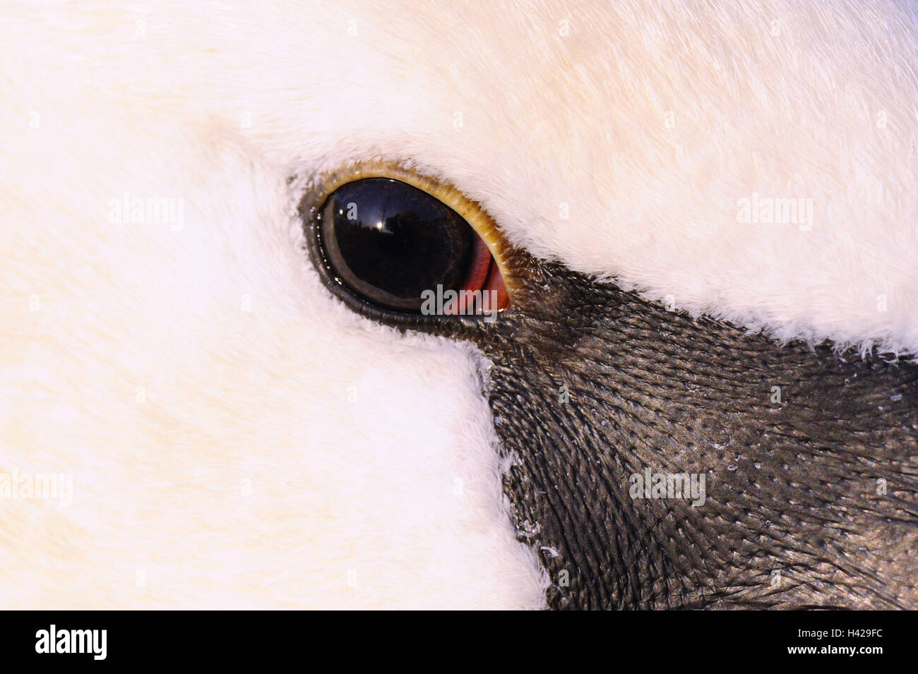 mute swan, close-up, eye, Stock Photo