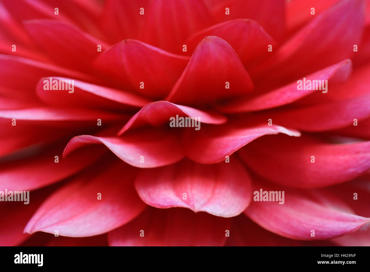 Dahlia, blossom, red, close up, Stock Photo