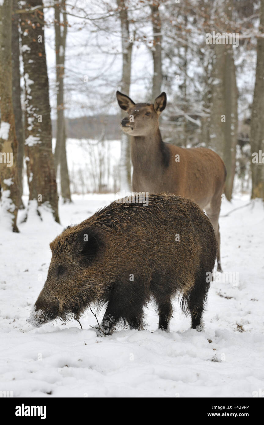 Wood, wild boar, hind, snow, lining search, red deer, red hind, deer, red deer, female, mammals, cloven-hoofed animals, animals, season, winter, animal behaviour, behaviour, carefully, winter, wintry, snowy, nature, Stock Photo