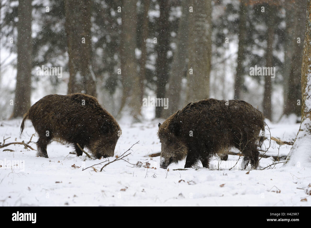 Wood, wild boars, Sus scrofa, lining search, snowflakes, mammals, animals, wild animals, vertebrates, mammals, hungry, black game, cloven-hoofed animal, two, side view, winter, cold, snow, snowfall, animal world, meadow, Wildlife, nature, Stock Photo