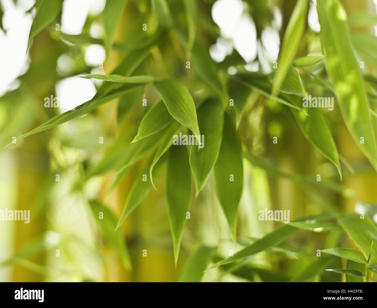 Bamboo, detail, bamboo leaves, Phyllostachys aurea Stock Photo Alamy