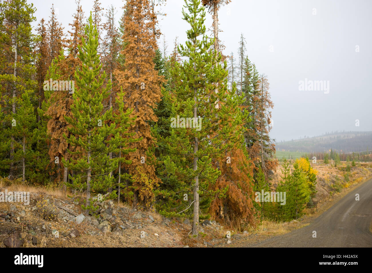 Country road, wood, forest deaths, bark beetle infestation, scenery, coniferous forest, trees, conifers, traffic route, street, roadside, bark beetle, damages, impairment, Mountain-Pine-Beatle, forest pests, die, pine death, forest death, bark beetle infestation, nobody, Stock Photo