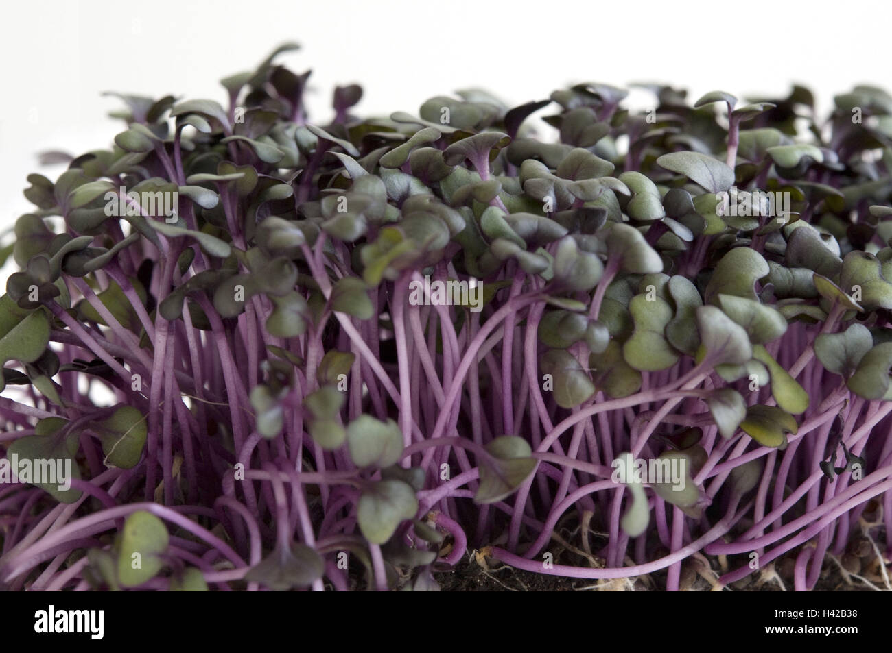 Red cabbage sprouts, cut out Stock Photo Alamy