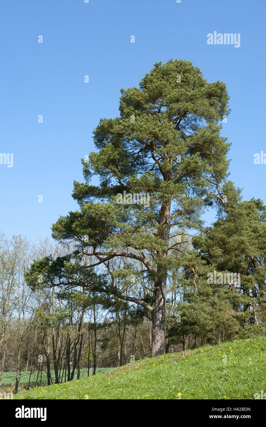 Black jaw, Pinus nigra, heaven, blue, pine, Pinus, tree, conifer, jaw plants, meadow, Würmtal, spring, Stock Photo