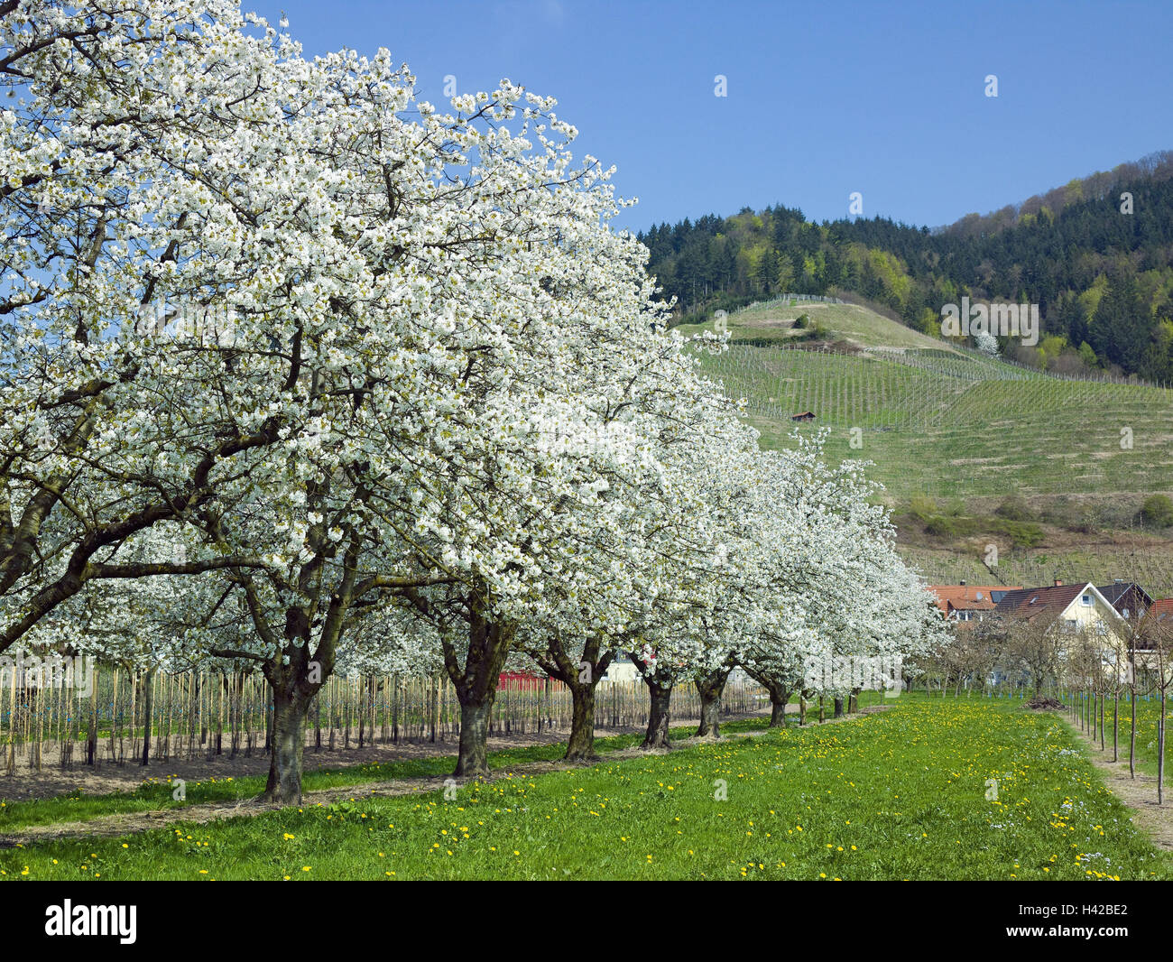 Germany, BadenWurttemberg, Oberkirch, cherry flower, vineyard, Ortenau