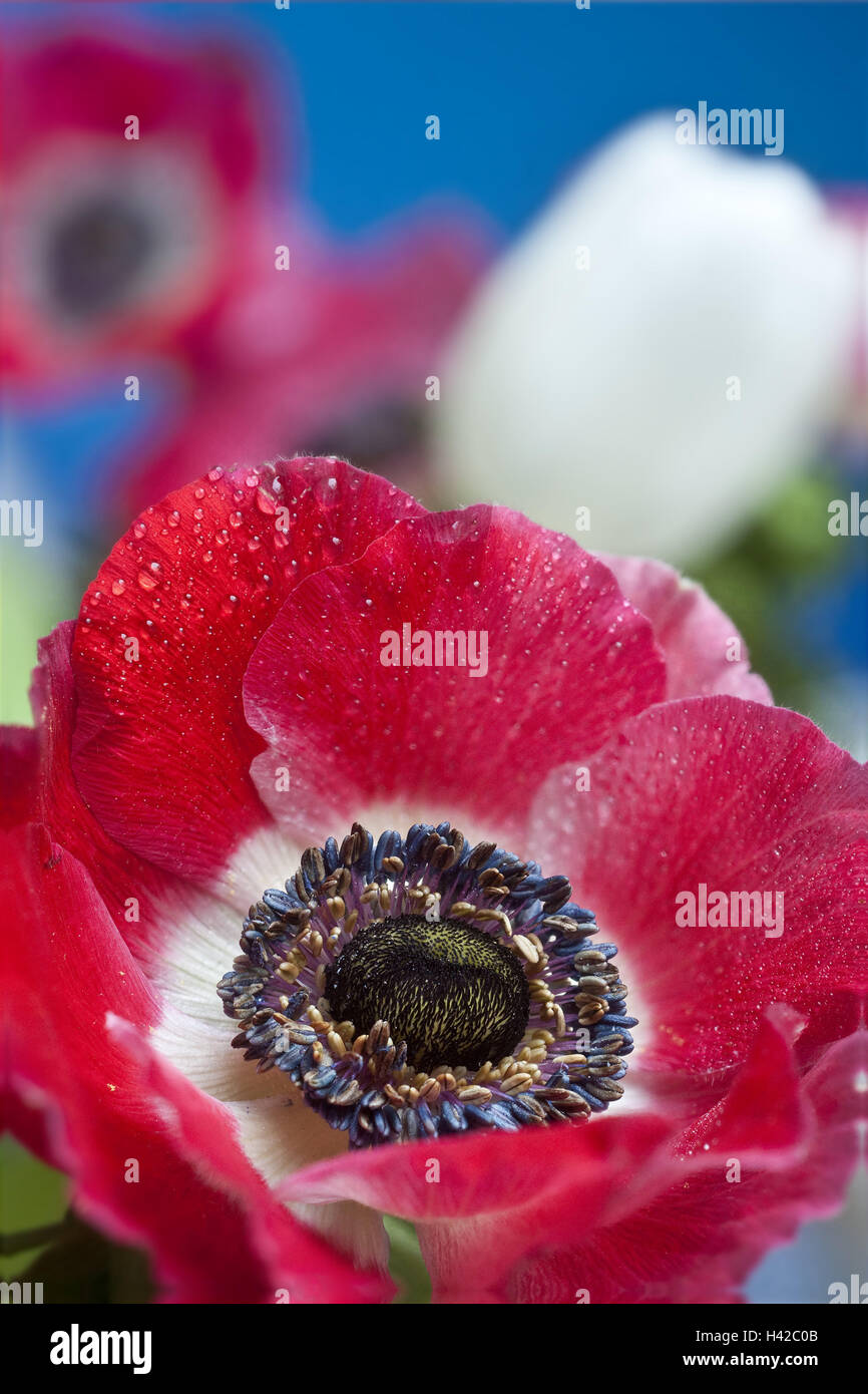 Garden anemone, medium close-up, anemone, garden anemone, crown anemone, crown anemone, cut flowers, Ranunculaceae, red, table appointments, crowfoot plants, tulip, spring, dewdrop, drop water, Stock Photo