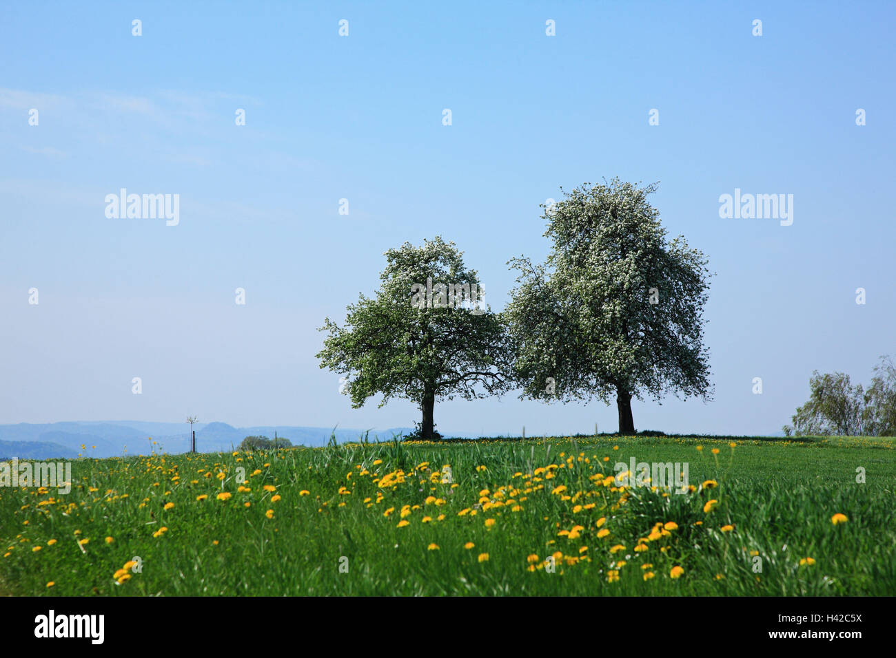 Switzerland, canton Zurich, meadow, trees, two, Stock Photo