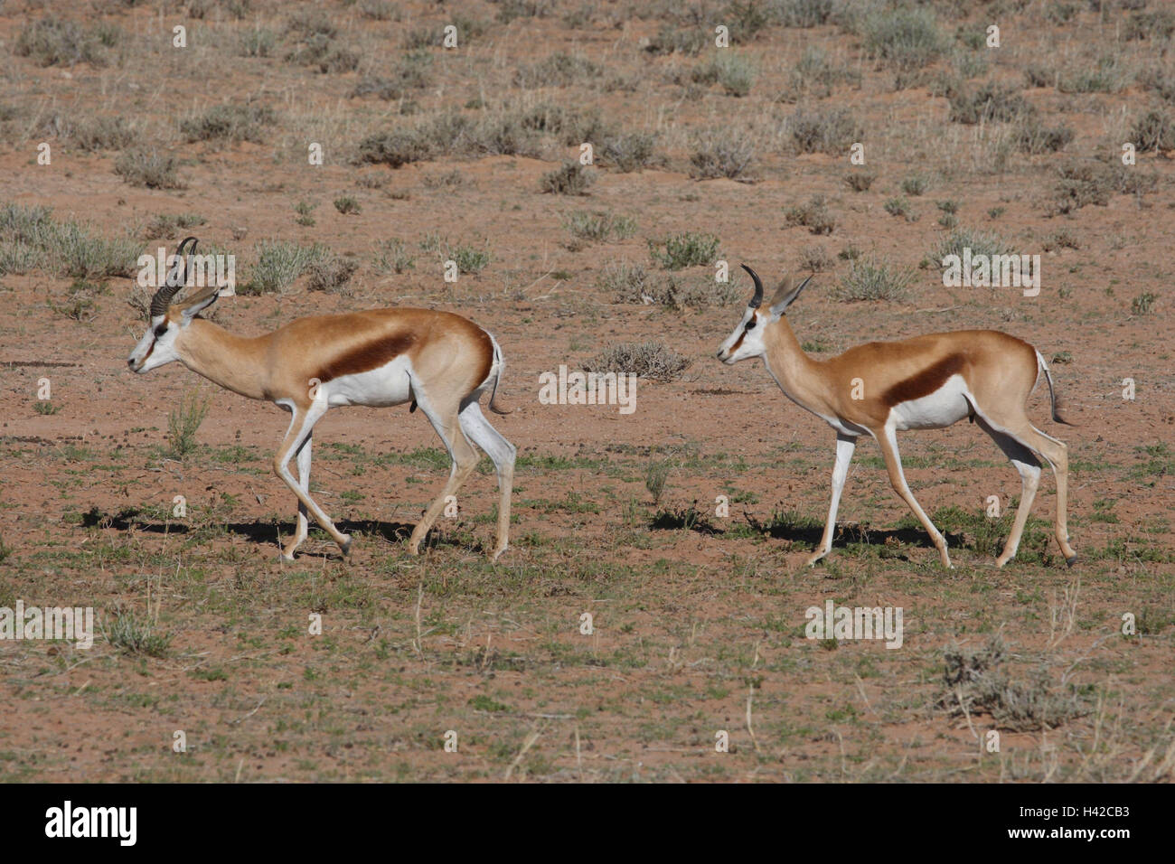 Springbok, Springbuck, Stock Photo