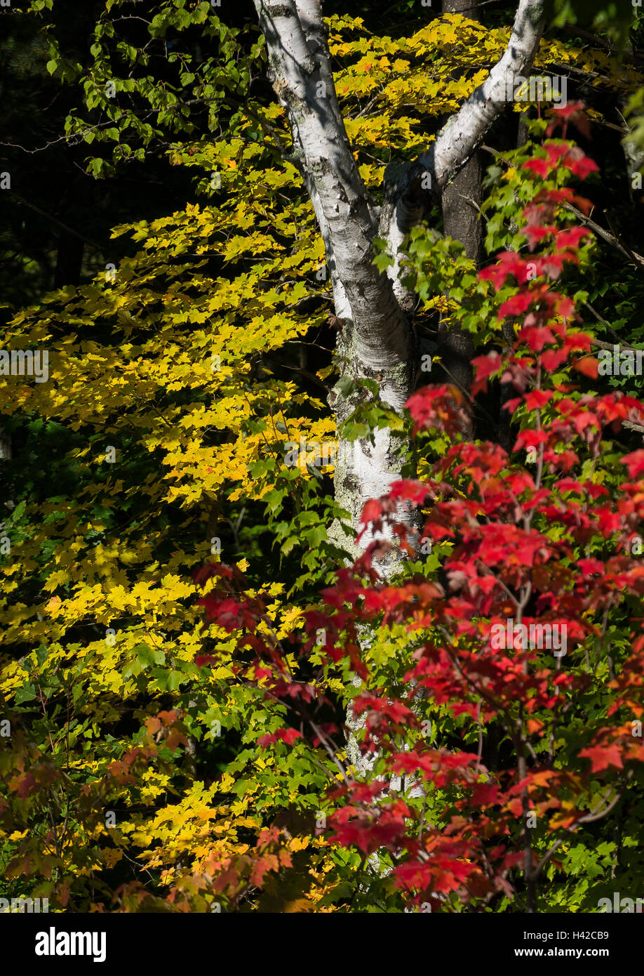 The bright white of a birch tree stands in contrast to the varying colors of a New England autumn. Stock Photo