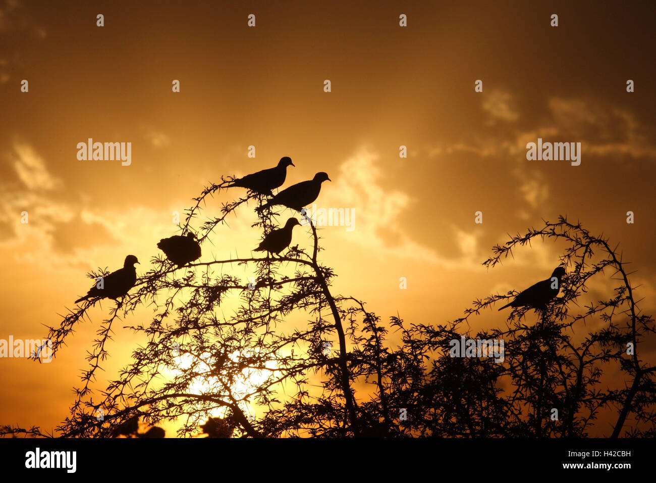 Pigeons at sundown, tree, silhouette, Pigeons, Stock Photo