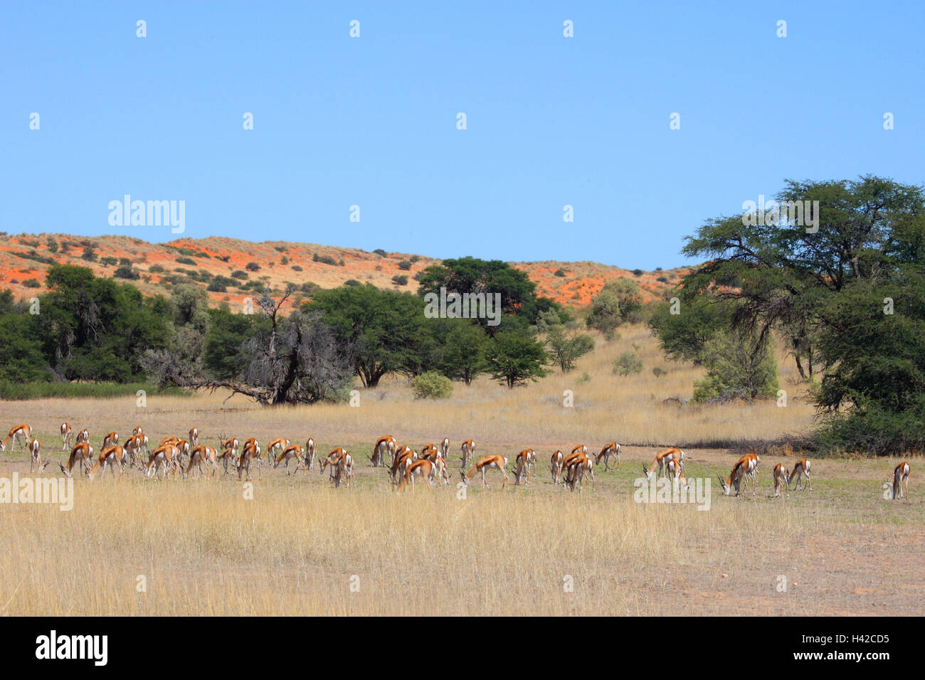 Springboks, Springbuck, Stock Photo