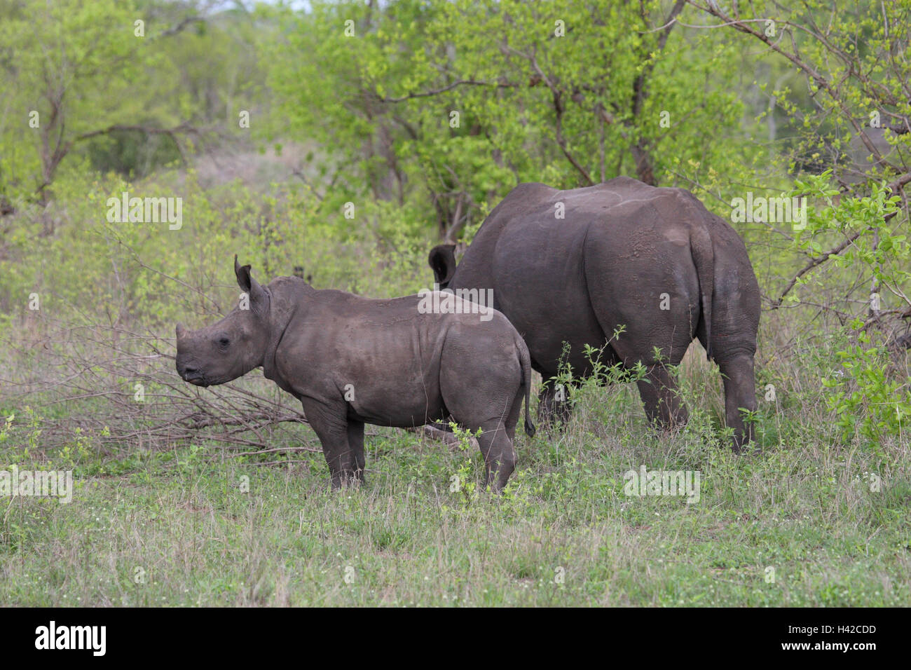 Wide mouth rhinoceroses with young animal, Square-lipped Rhinoceros, Stock Photo