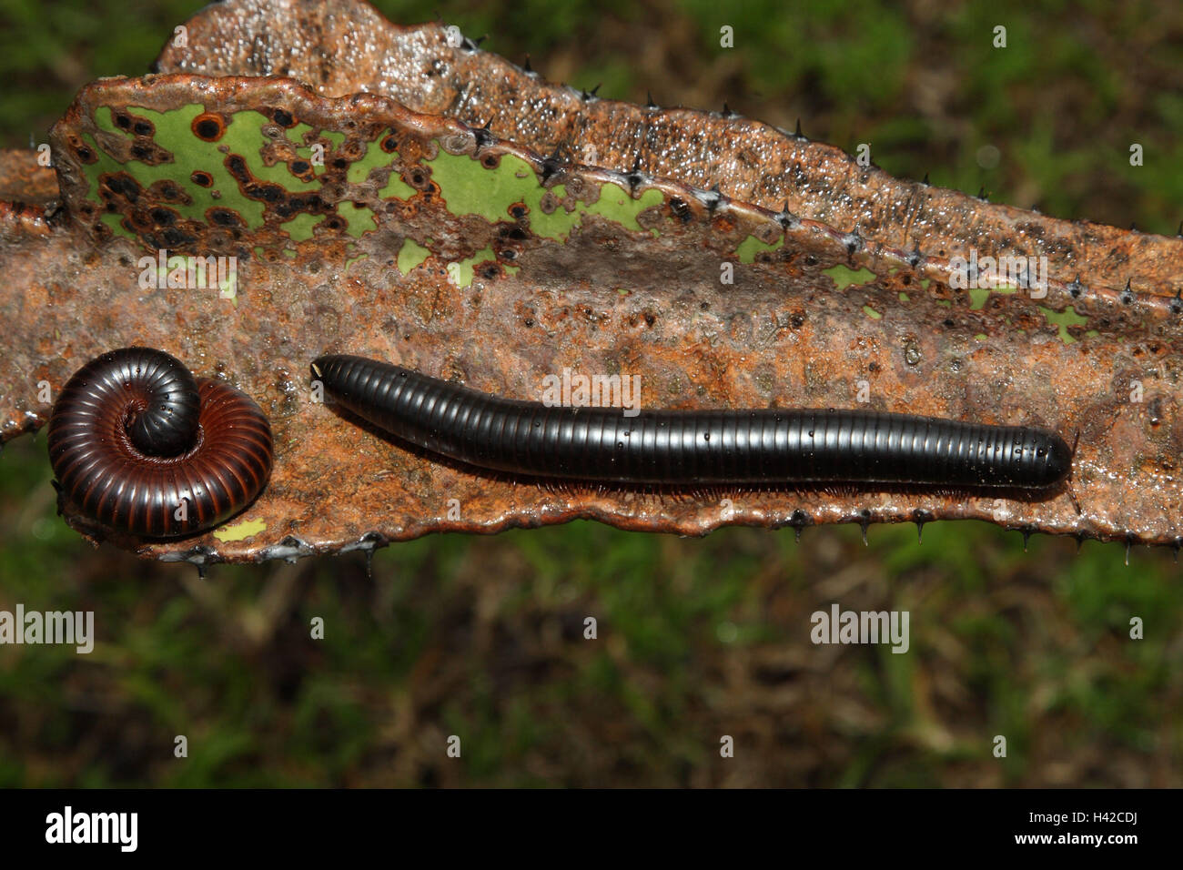 African centipede, Thousend-legged Worms, Stock Photo