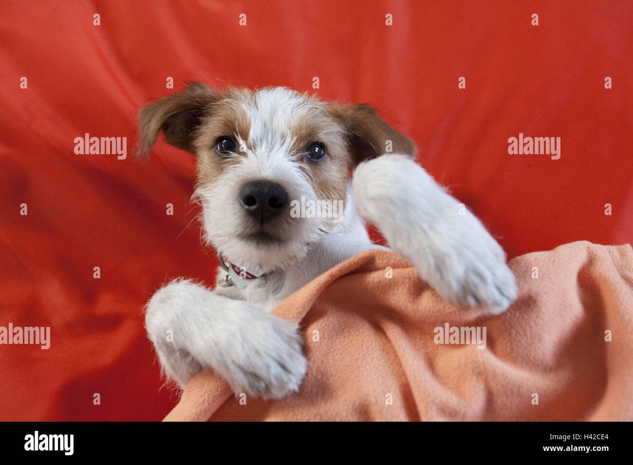 Terriers, puppy, bed, lie, covered, dog, Kromfohrländer, sleeping, sweetly, animal child, cheeky, pet, animal, inside, Stock Photo
