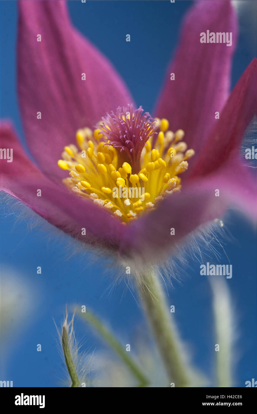 Culinary clamp, medium close-up, Anemoneae, Pulsatilla, Ranunculaceae, blossom, crowfoot plants, spring, Frühjahrsblüher, grows hairs, dryness-loving, cow's clamp, shrub, several years', cultivated plant, toxic, Stock Photo