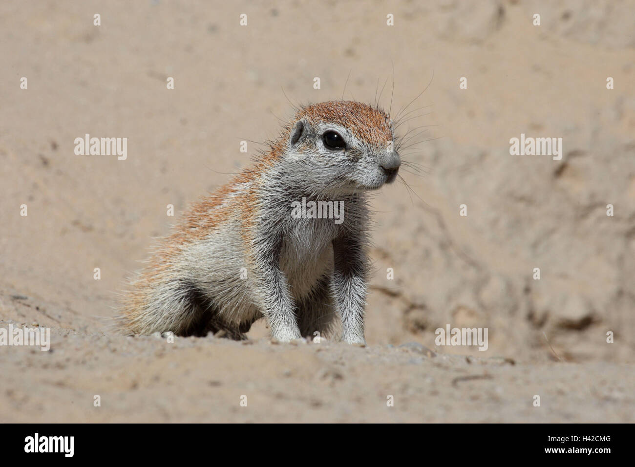 Gopher gophers ground squirrel hi-res stock photography and images - Alamy