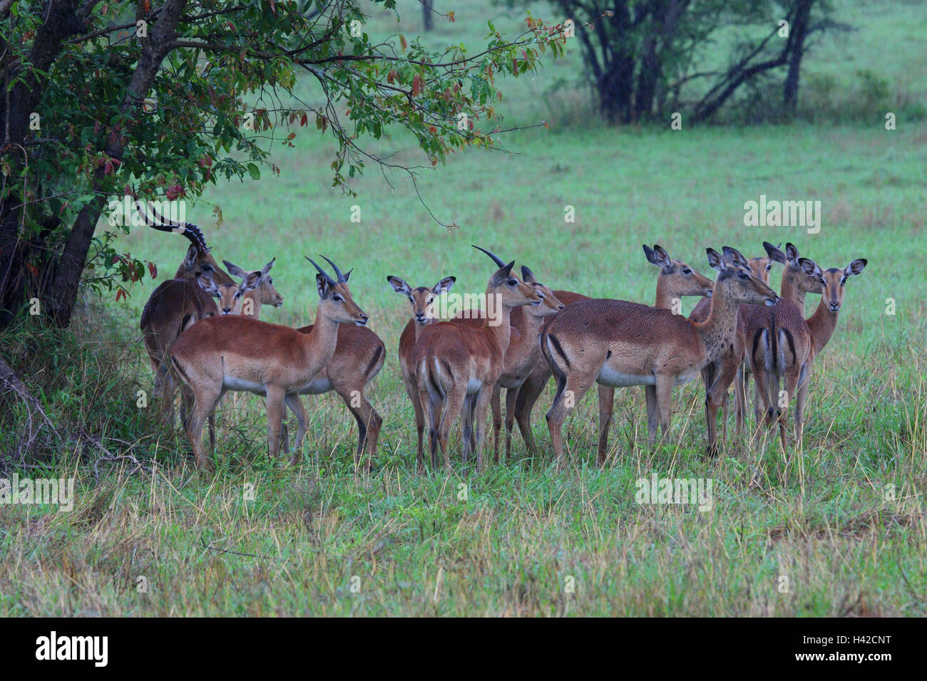 Impala, herds, rains, Stock Photo