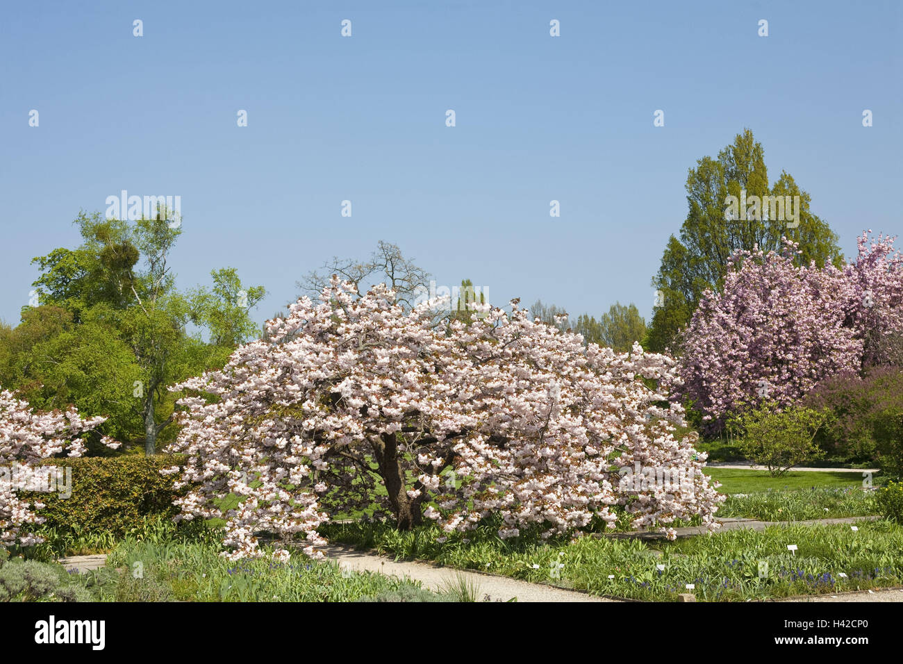 Trees, blossoms, ornamental cherries, mountain garden, flowerage, spring, Prunus, to ornamental cherry, pink, period bloom, spring, plants, nature, park, Stock Photo