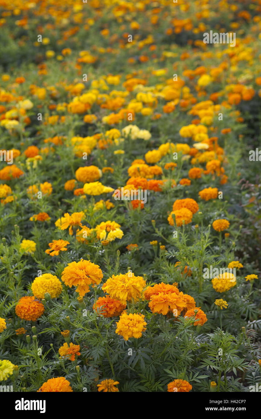 French marigolds, blossom, differently, sea flowers, flowers, flower field, field, French marigold, yellow, orange, ornamental plants, plants, blur, Stock Photo