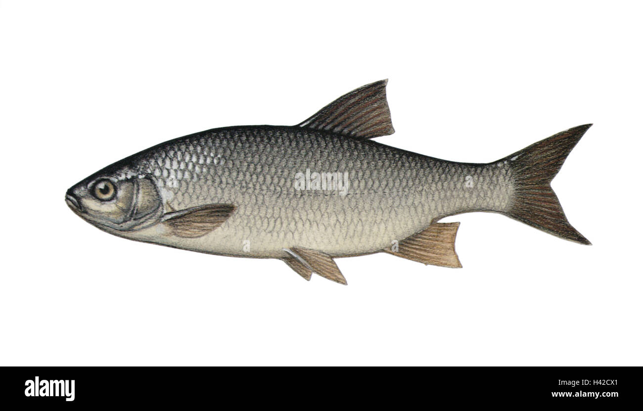 Illustration, Aland, Leuciscus idus, NOT FREELY FOR BOOK-INDUSTRY, series, animal, vertebrate, fish, carp-fish, Cyprinidae, whitings, Nerfling, Orfe, freshwater-fish, saltwater-fish, food-fish, quite-bodies, free-plates, quietly life, ide, Stock Photo