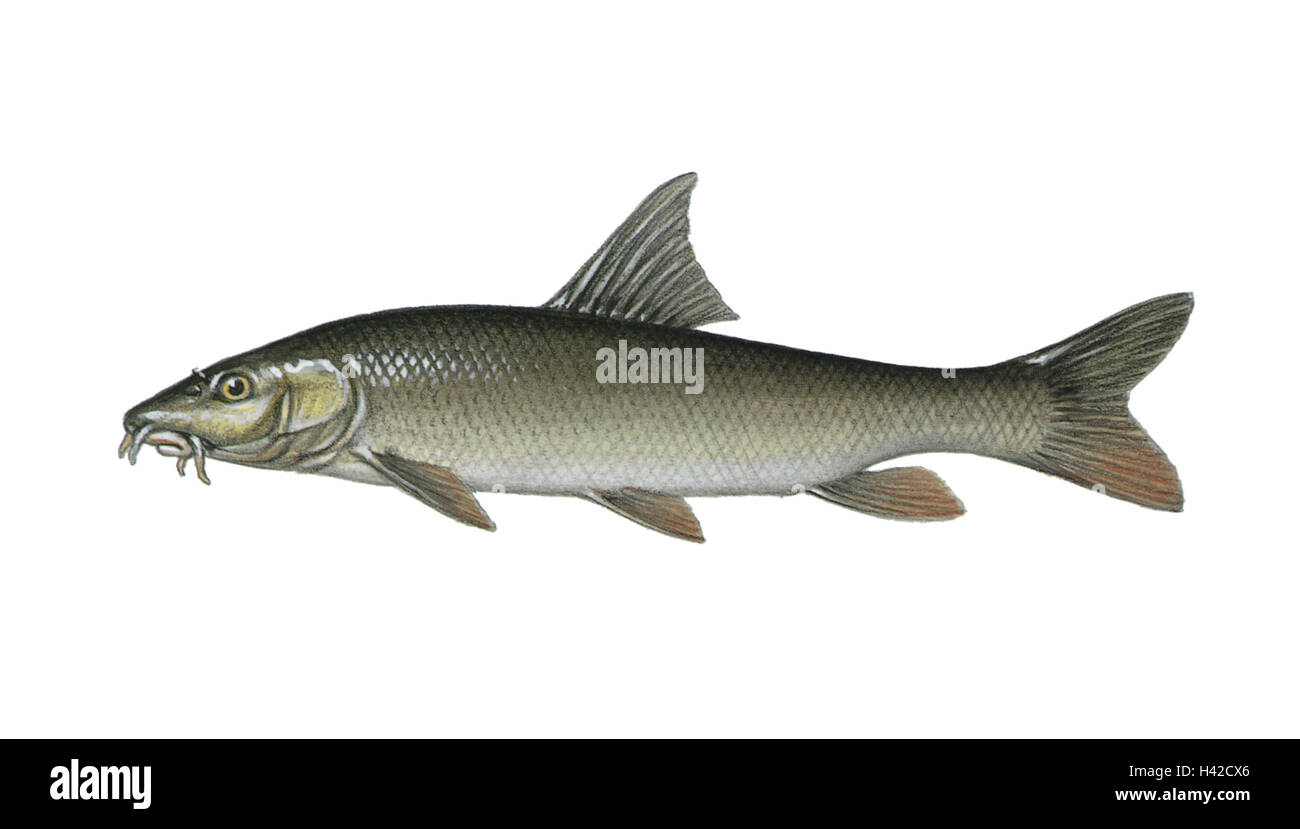 Illustration, barbel, barbus purebus, NOT FREELY FOR BOOKINDUSTRY