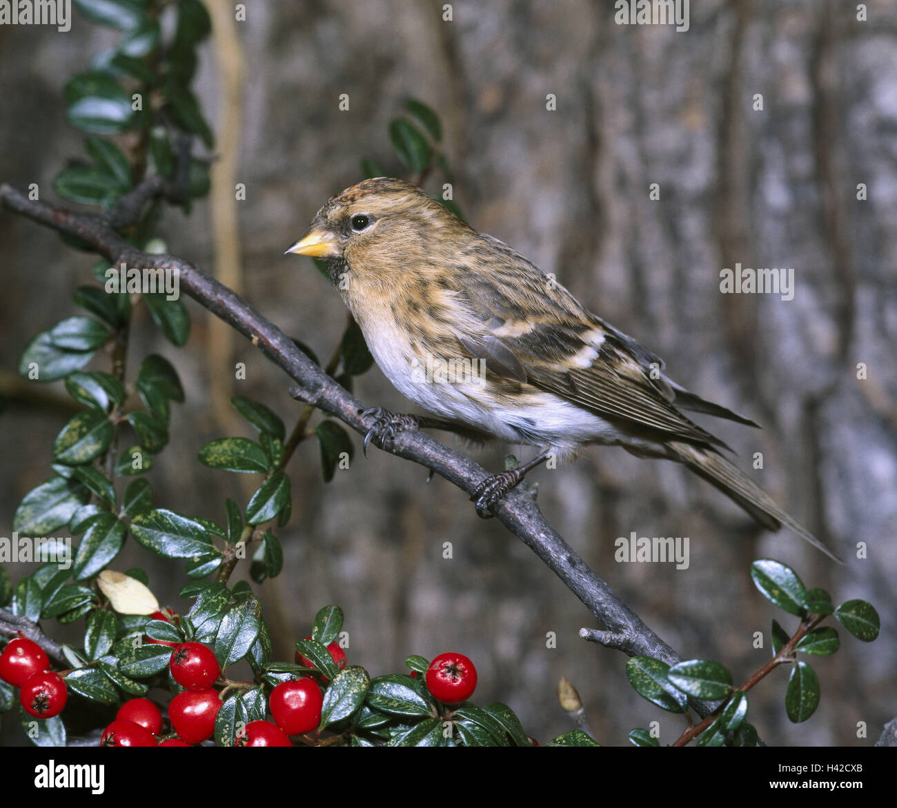 Branch, berries, Birkenzeisig, Acanthis flammea, wildlife, animal, bird, Singvogel, finch, Leinfink, Zeisig, linnet, Carduelis flammea, lateral, Stock Photo