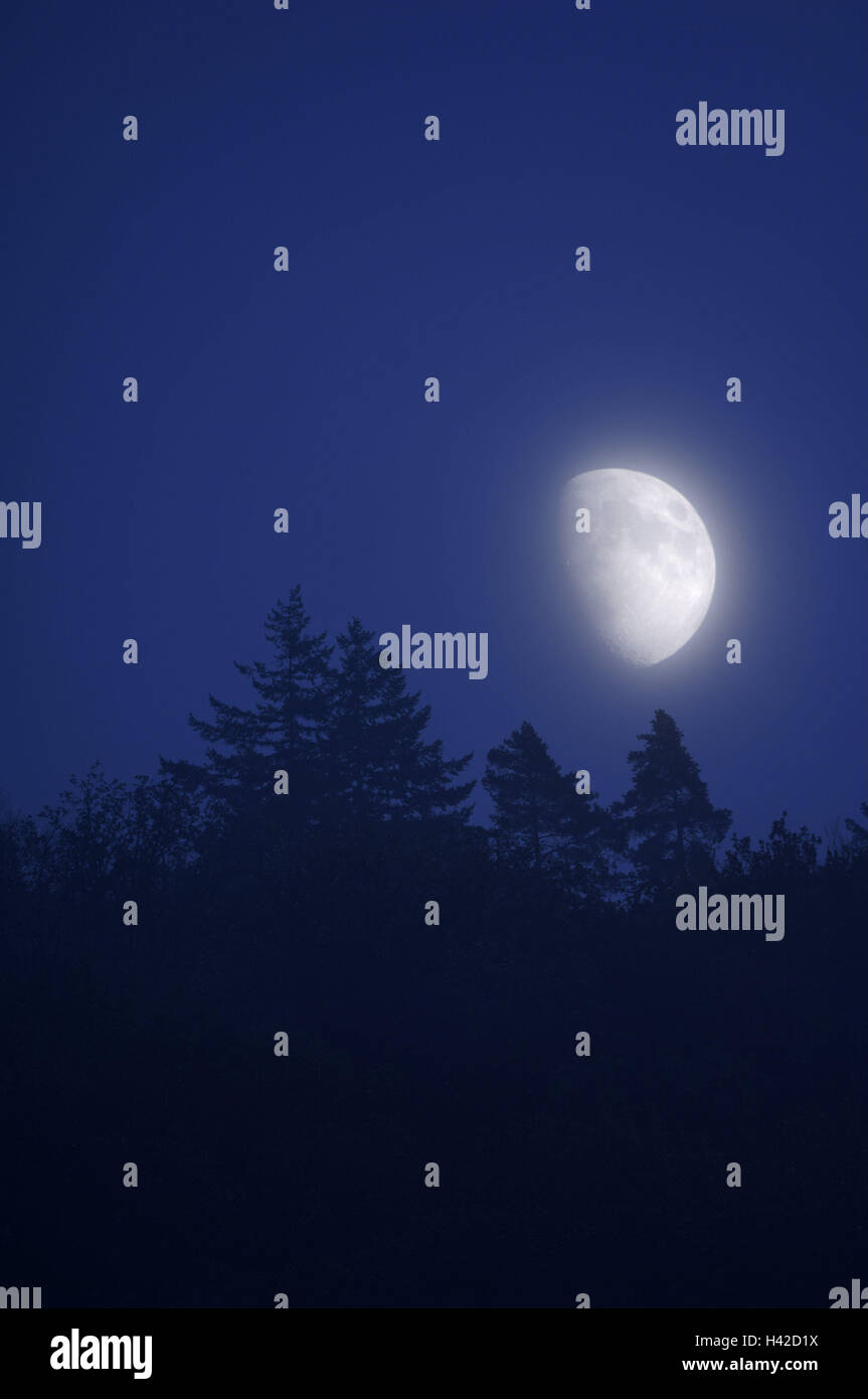 Moon, wood, fog, night, moon, wood, evening, darkness, dusk, seclusion, loneliness, season, autumn, scenery, firs, trees, silhouette, night, moonlight, moonlight, nature, rest, mystically, mysteriously, Stock Photo