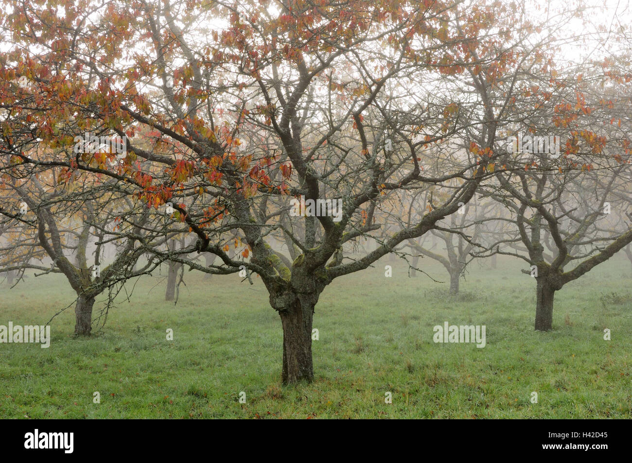 Orchard meadow, cherry trees, autumn, cherry cultivation, cherry plantation, trees, autumnally, season, agriculture, nature, fruit cultivation, fruit-trees, fruit plantation, fog, foggy, meadow, Stock Photo
