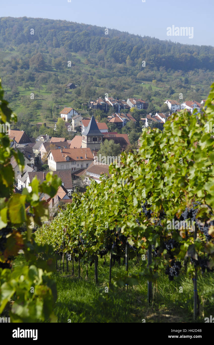 Germany, Baden-Wurttemberg, Rems-Murr-Kreis (district), Strümpfelbach (town), Remstal, vineyard, scenery, nature, place, houses, viticulture, harvest time, leaves, yellow, green, autumn, autumn coloring, hill, vines, grape variety, vines, series, viticult Stock Photo
