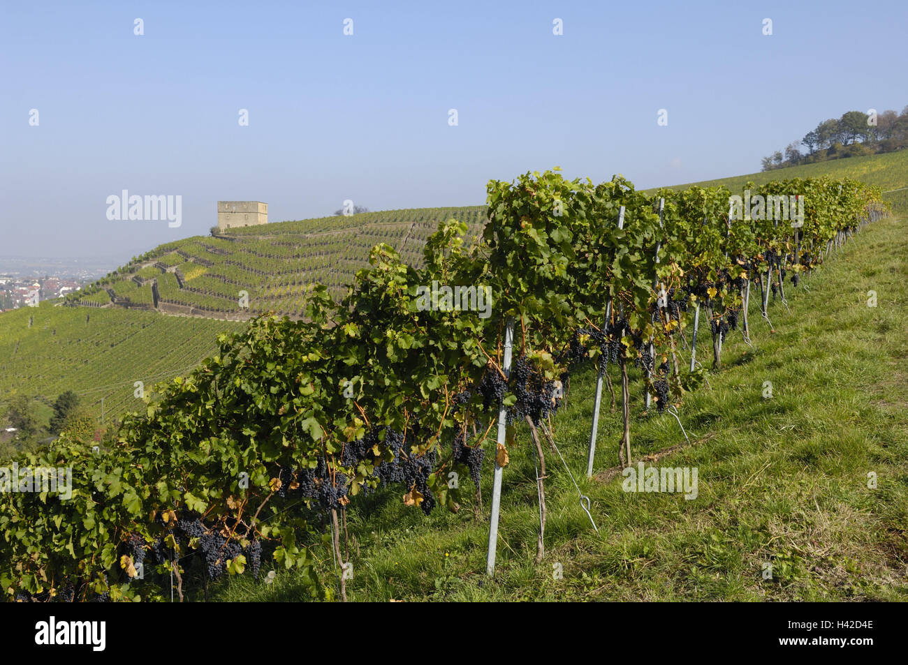 Germany, Baden-Wurttemberg, Stetten, Remstal, vineyard, Yburg, Rems Rems-Murr-Kreis, viticulture, harvest time, leaves, yellow, green, autumn, autumn staining, hill, foliage, vines, Rebsorten, vines, series, viticulture, wine-growing, vineyards, vines, economy, building, structure, castle, detail, tower, architecture, historically, Stock Photo