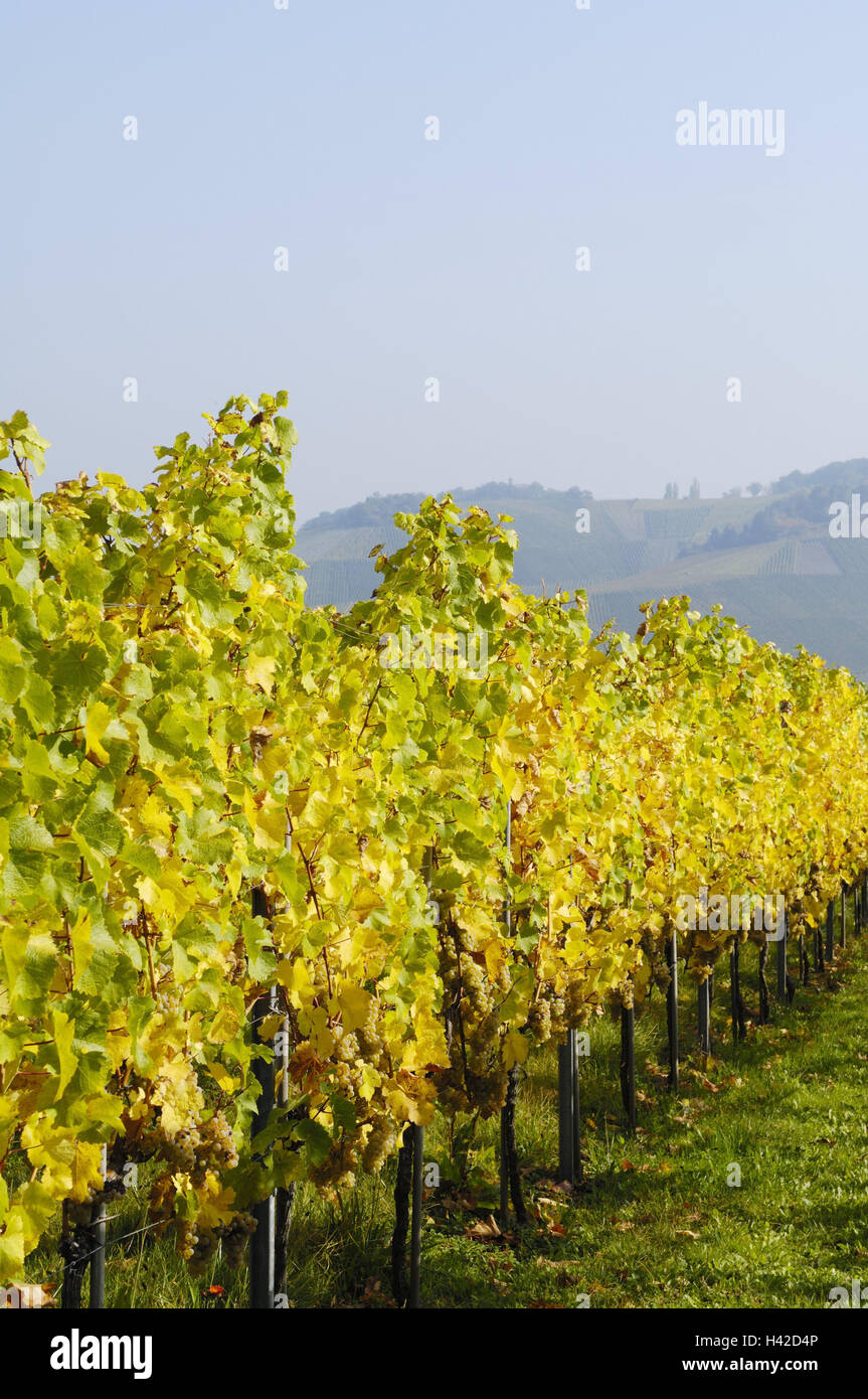 Germany, Baden-Wurttemberg, Rems-Murr-Kreis (district), Strümpfelbach (town), Remstal, vineyard, scenery, nature, viticulture, harvest time, leaves, yellow, green, autumn, autumn coloring, hill, vines, grape variety, vines, series, viticulture, wine-growi Stock Photo