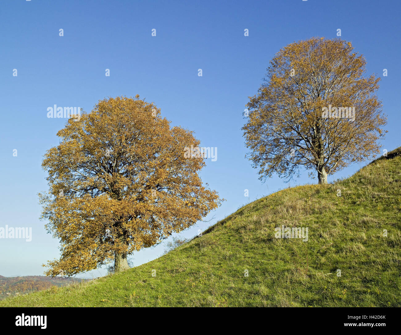 Harewood, Acer pseudoplatanus, autumn, north inclination, castle Lim, maple, tree, inclination, hill, autumn, cloudless, two, autumn foliage, nature, outside, Stock Photo
