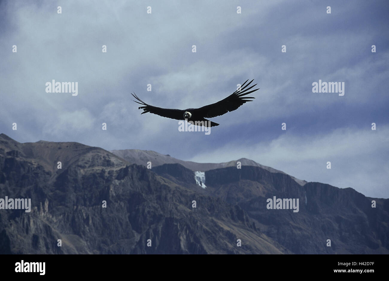 Peru, Canon de Colca, Mirador Cruz del, Cóndor, Andes condor, flight, Vultur, gryphus, flight, South America, destination, place of interest, canyon, gulch, nature, wild animal, animal, bird, condor, new world vulture, wing, wingspan, whole body, Stock Photo