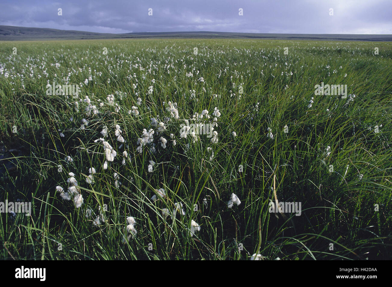 Flora and Fauna Meadow in Grass Flora and Fauna Meadow in Grass