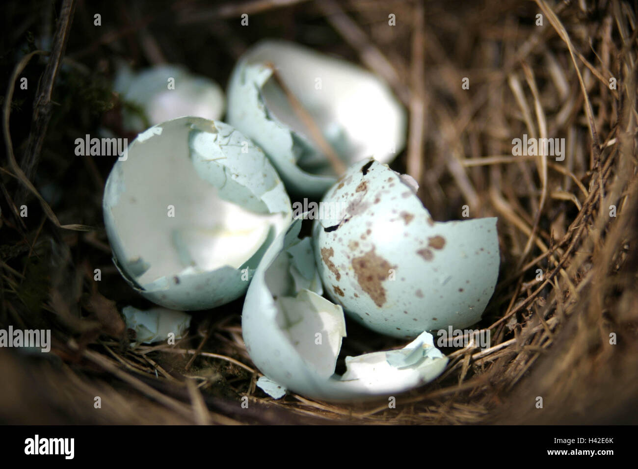 Vogels Nest Eggs Broken Nest Gelege Birds Eggs Greenish