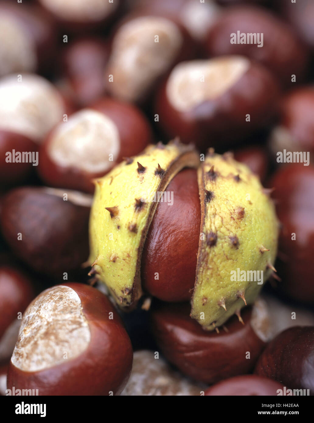 Chestnuts, red horse chestnut, Aesculus x carnea, autumn, meat Red horse chestnuts, Pavie, Aesculus rubicunda, horse chestnuts, chestnut, capsules, scarfs, spiny, opened, capsule fruits, semens, nature, season, harvest, collect, close up Stock Photo