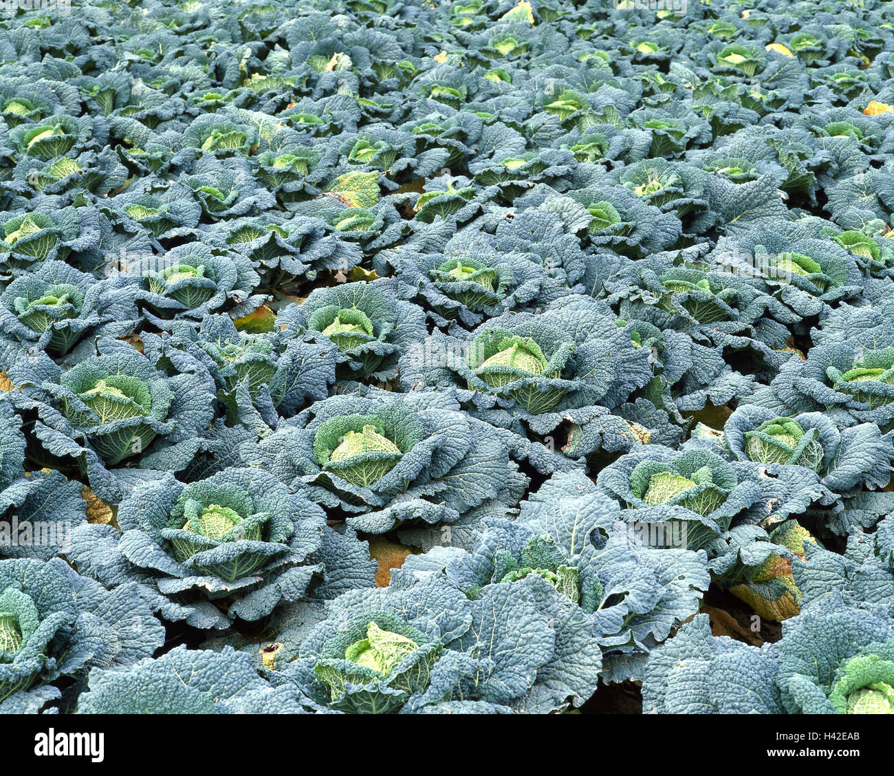 Cabbage field, savoy cabbage, Brassica sabauda, economy, agriculture