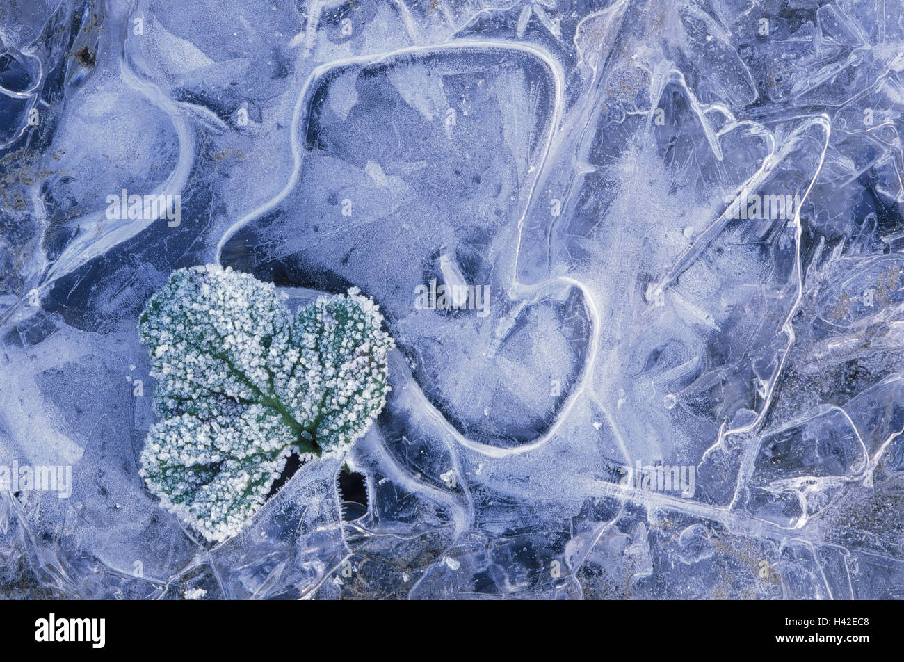 Ice cream structure, plant leaves, hoarfrost surface, froze, freeze