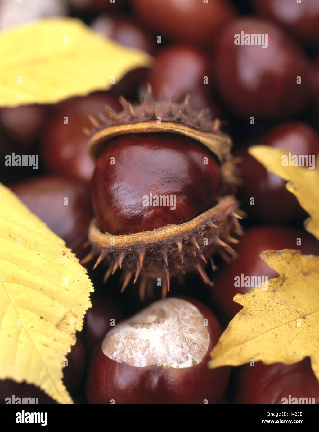 Chestnuts, red horse chestnut, Aesculus x carnea, leaves, autumn, meat Red horse chestnuts, Pavie, Aesculus rubicunda, horse chestnuts, chestnut, capsules, scarfs, spiny, opened, capsule fruits, semens, nature, season, harvest, collect, autumn foliage, ch Stock Photo