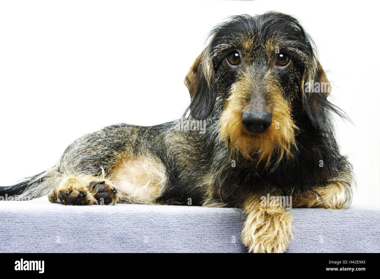 Rauhaardackel High Resolution Stock Photography and Images - Alamy