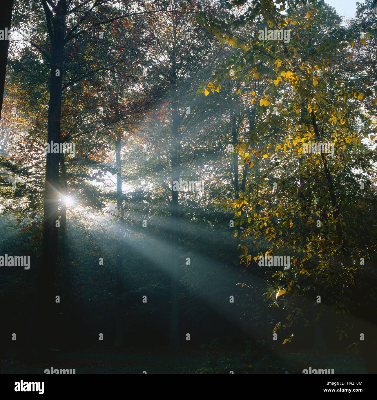 Wood, sunrays, autumn, nature, ecosystem, season, trees, the sun, light ...