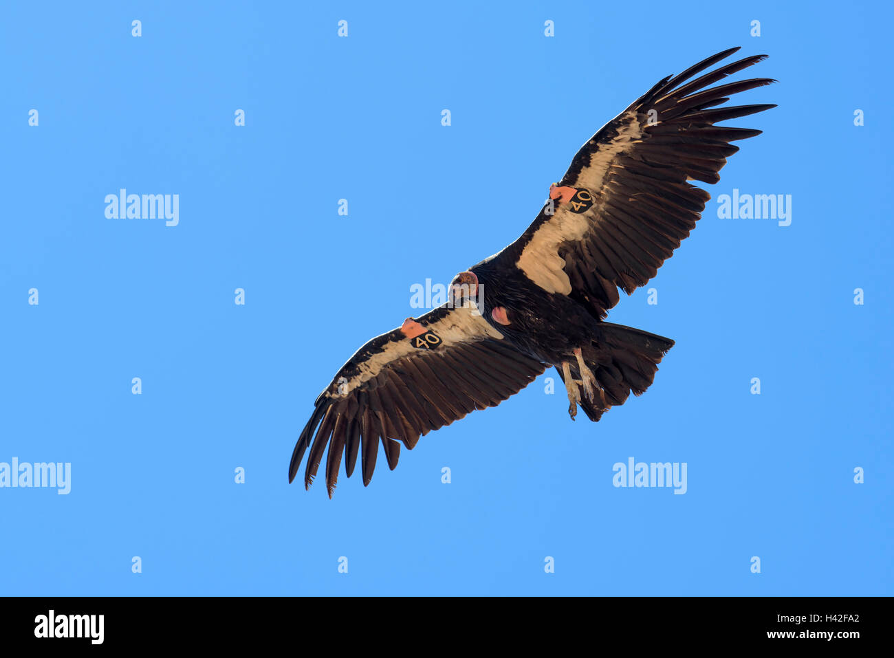 California condor (Gymnogyps californianus),Zion National Park, located in the Southwestern United States, near Springdale, Utah Stock Photo