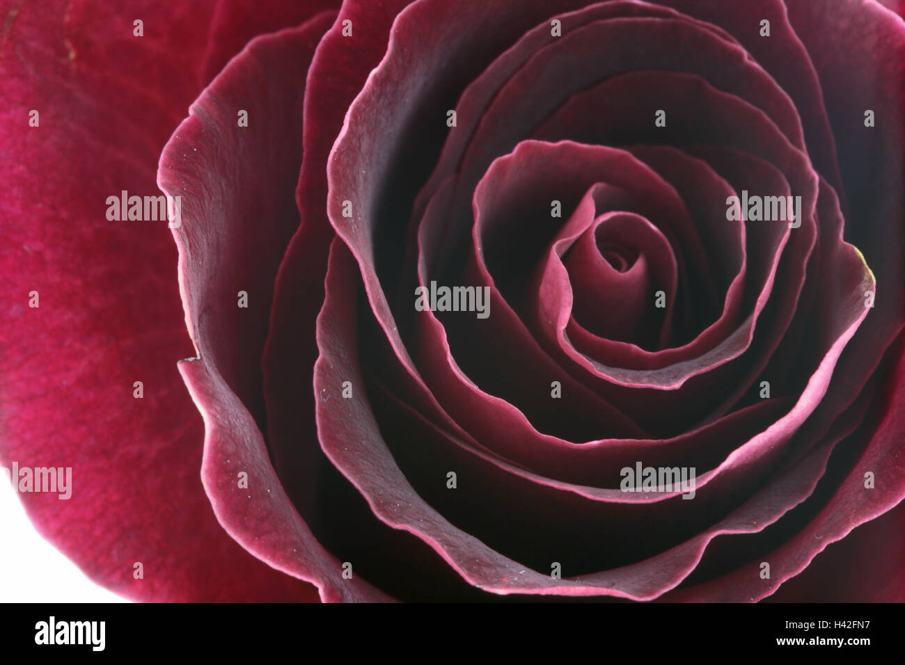 Rose bloom, closeup, Series, flower, rose, bloom, bloom head, petals