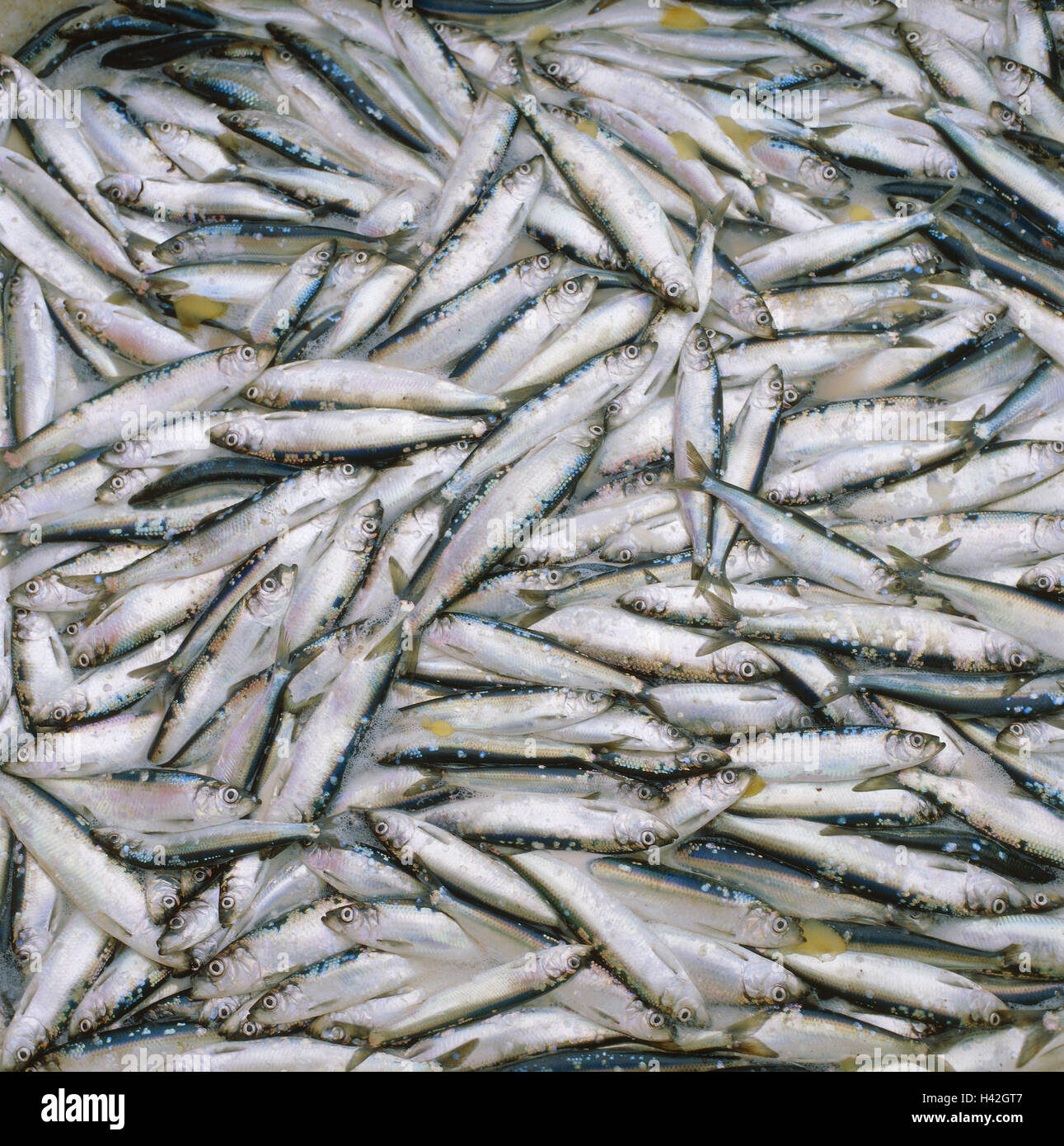 Herrings, Clupea spec., fish, food fish, eatable, herring fish, raw