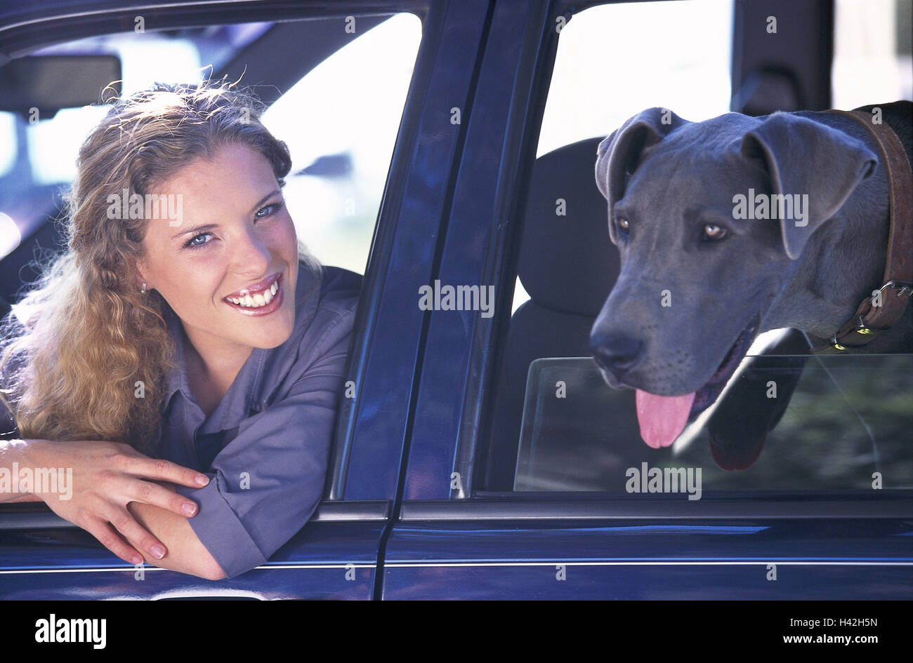 Car, window, driver, smile, dog, portrait, 21 years, driver, woman, blond, long-haired, curls, beauty, attraction, made up, animal-loving, animal-loving, pet, animal, mammal, dogs, excursion, vehicle, passenger car Stock Photo