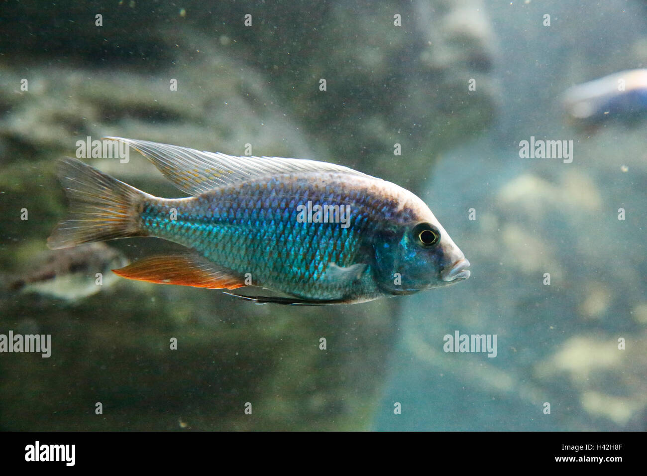 Spindle Hap Cichlid, Lake Malawi, Africa Stock Photo