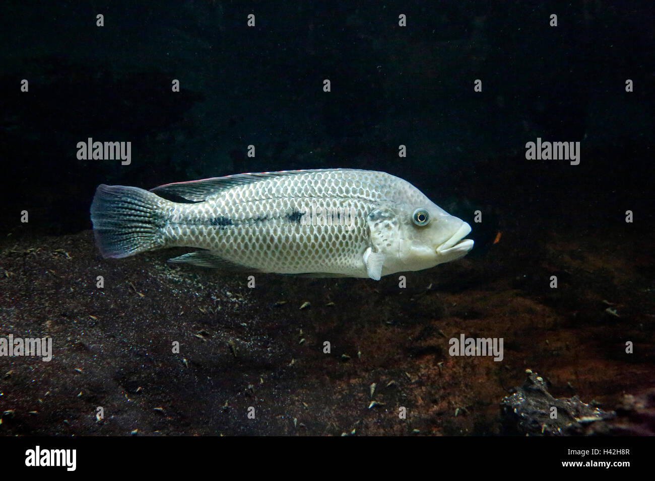 Three spotted tilapia (Oreochromis andersonii), Africa Stock Photo