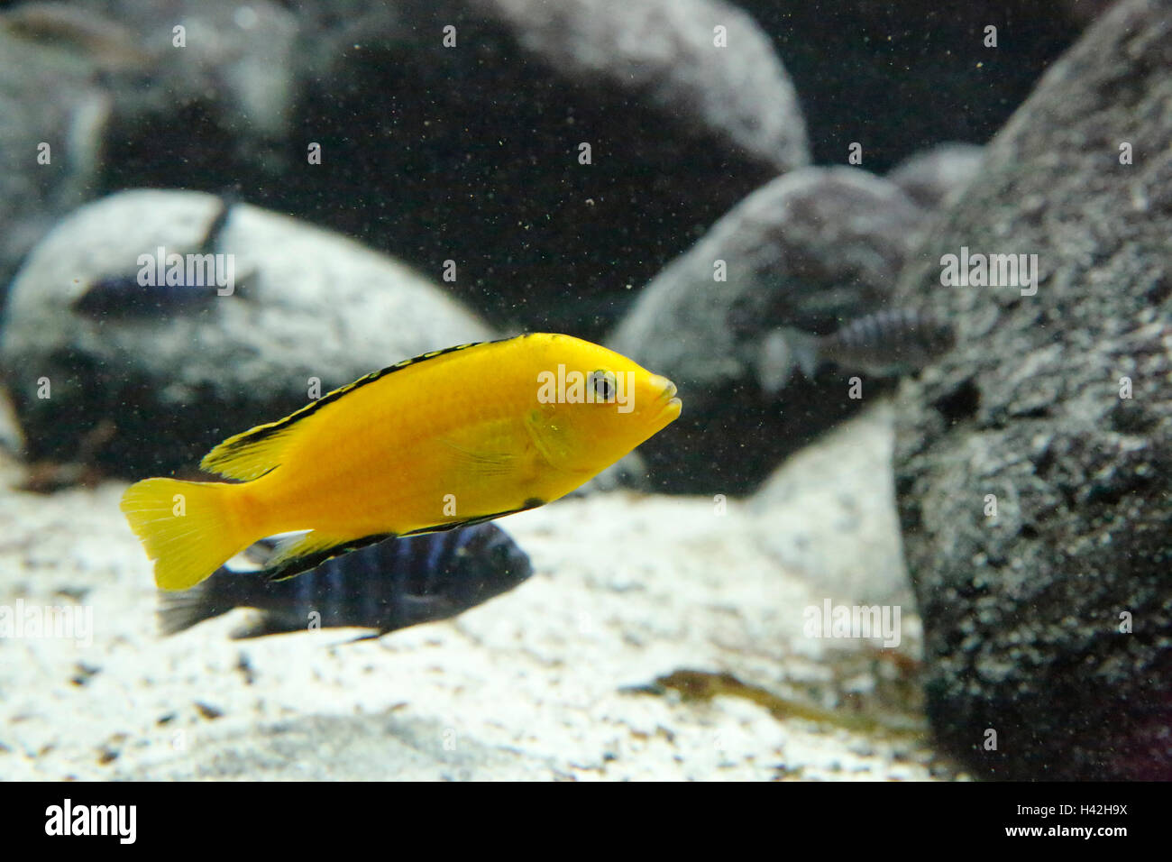 Electric Yellow Cichlid (Labidochromis caeruleus), Lake Malawi, Africa Stock Photo