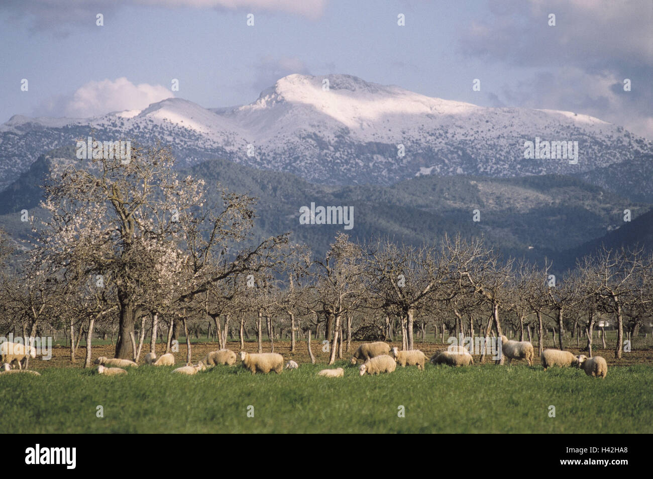 Spain, Majorca, Binissalem, scenery, almond trees, blossom, put out to pasture meadow, sheep, the Mediterranean Sea, the Balearic Islands, island, cultivation, fruit-trees, trees, fruit blossom, almond blossom, Schafweide, pasture, flock of sheep, benefit Stock Photo
